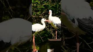 white stork migration | white stork flying #bird #nature