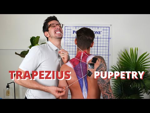 Anatomy of the TRAP MUSCLES ‼️