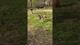 Video preview image #1 Mutt Puppy For Sale in Hillsboro, MO, USA