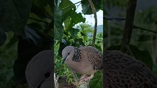 Download lagu Turtle Dove Attracts Gacor Dor mp3