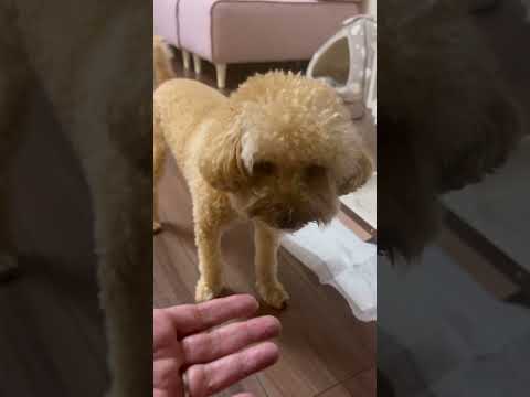 経営学科 トイレシートが気になるトイプードル13ヶ月 #toypoodle #トイプードル