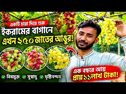 মতলবের মাটিতে আঙুর চাষ করে তাঁক লাগাল তরুণ