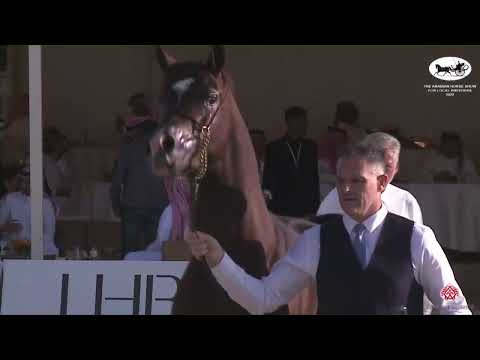 N 345 ASEEL AL ENAYA   The Arabian Horse Show for local Breeders 2022   Colts 2 Years Old Class 8B
