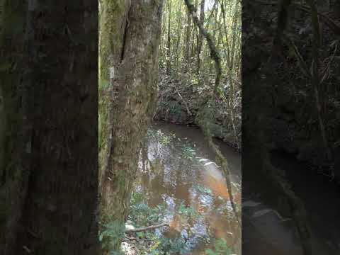 Chácara com rio ao fundo em Bocaiúva do Sul Paraná,20.000m²,breve vídeo completo no canal!