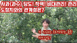 사과(과수) 관리방법!! 이제 2차 비대기!! 비대!! 당도!! 착색!! 관리 방법은?? 도장지 관리…