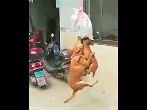 Собачьи танцы