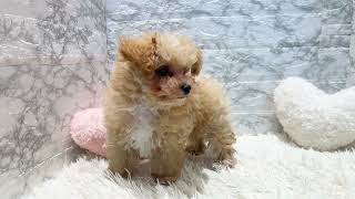 ハーフ犬の動画01