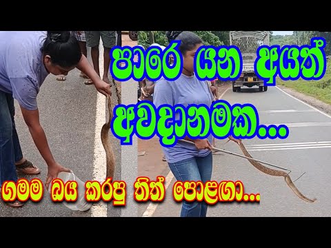 ප්‍රධාන පාරක් අයිනෙ හිටියෙ..we safely removed a viper found dangerously close to a busy main road.