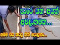 ප්‍රධාන පාරක් අයිනෙ හිටියෙ We Safely Removed A Viper F