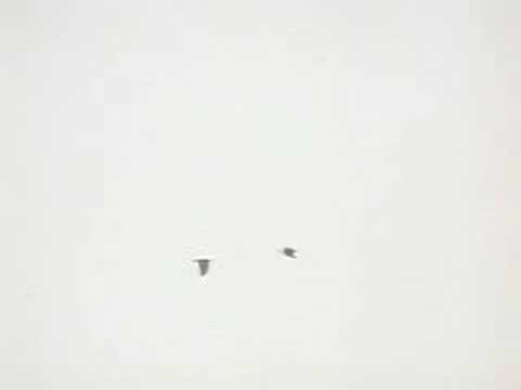 Ventnor Downs Honey Buzzard 2