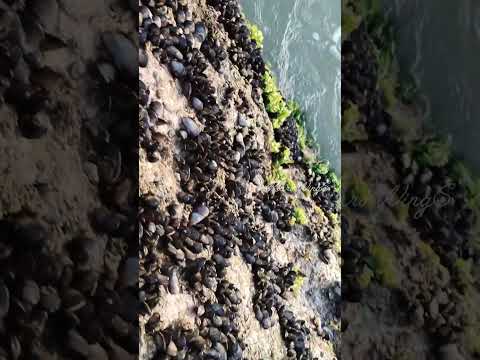 Chippi at manavalakurichi | #chippi | #manavalakurichi | #thodu | #fish  | #fishing | #rock | #live|