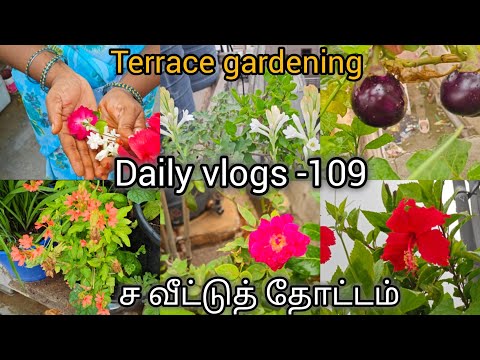 DAILY VLOGS-109| வீட்டுத் தோட்டம் குறிப்பு | Terrace gardening| SIVAGAMI GARDENING
