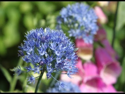 image-Is Persian blue allium a perennial?