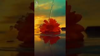 lag Ja Gale 🥀💋♥️💫 Female Version Aesthetic Old Is Gold WhatsApp Status