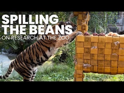 Spilling the Beans on Research at the Zoo with Dr. Jenna Congdon