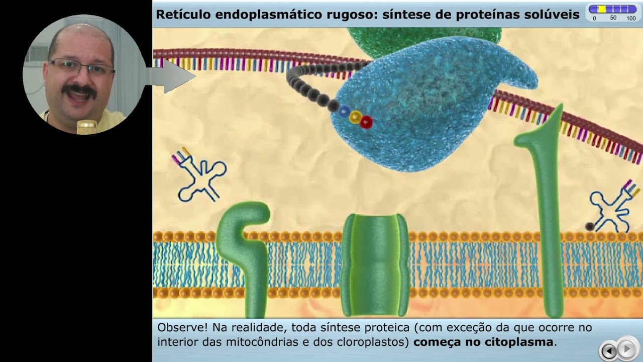 Genética das Igs