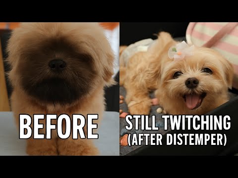 My Dog Still Twitches After Surviving Distemper