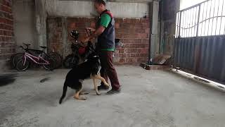 Treine Seu Cão: Dicas para Ensinar o Comando Junto