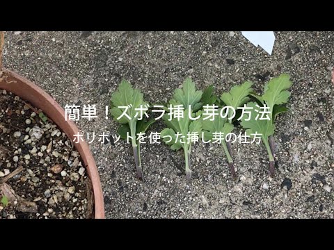 水中のフクシアから挿し木を取る方法は？ 5 つの簡単なステップ + サポートビデオ  庭園