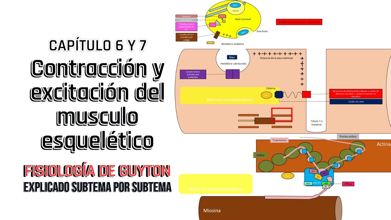 CAP 6 y 7 (resumen): Contracción y excitación del musculo esquelético l Fisiología de Guyton