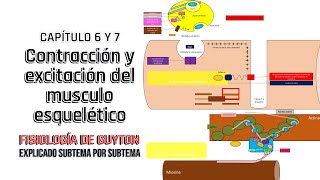 CAP 6 y 7 (resumen): Contracción y excitación del musculo esquelético l Fisiología de Guyton
