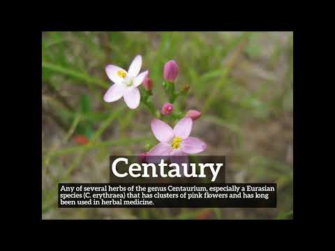 How to Say Centaury in English? | What is Centaury? | How Does Centaury Look?