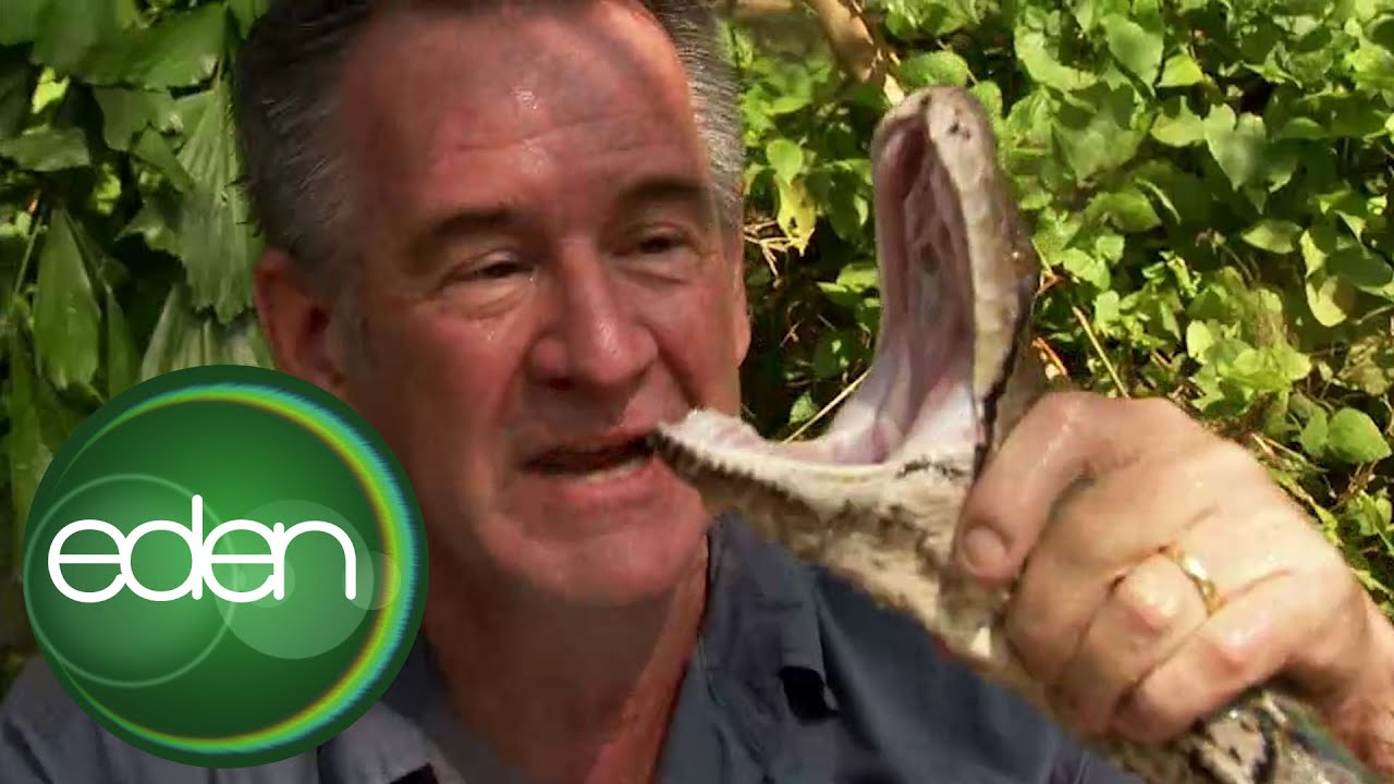 Reticulated Python Wrestles With Nigel Marven | Ten Deadliest Snakes | Eden