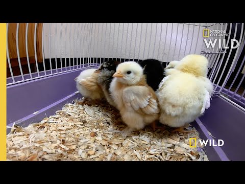 Baby Chick Gender Reveal | Critter Fixers: Country Vets