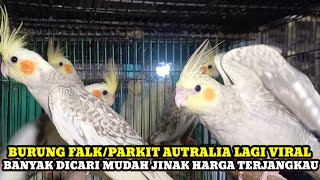 Download lagu WHAT'S GOING VIRAL AND MUCH SEARCHED!! PRICE UPDATE FOR AUSTRALIAN/FALK PARKETS AND LOCAL PARKETS mp3