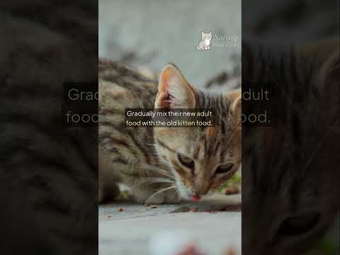 Switching a Kitten to Adult Food: When and How
