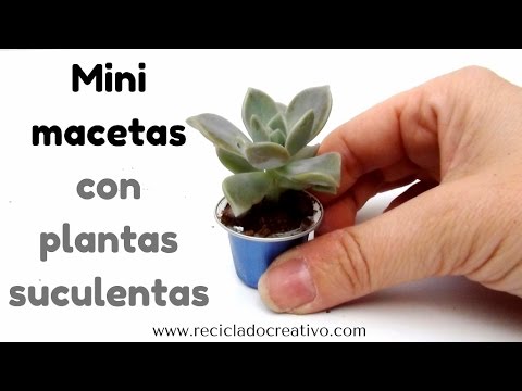 Mini macetitas con plantas suculentas y cápsulas de café recicladas