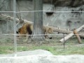 Lions At The Detroit Zoo