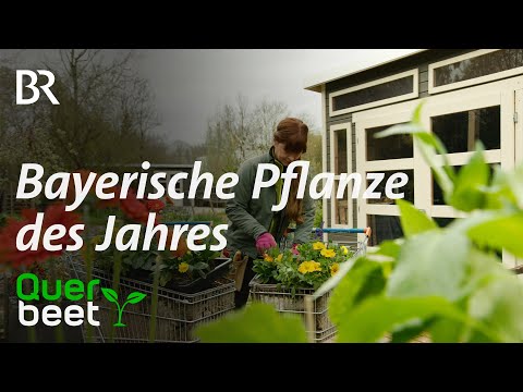 Bayerische Pflanze des Jahres  2023 - Tipps von Sabrina