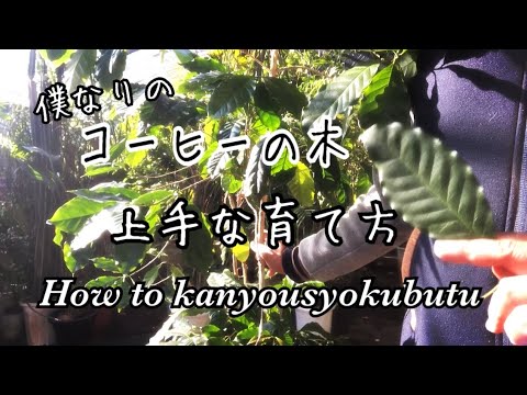 園芸 アラビアンコーヒーの木