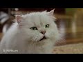 Stuart Little 2 2002 Silver Lining Scene