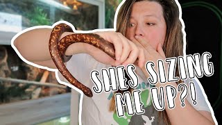 Debunking Common Reptile and Amphibian Myths & Misconceptions