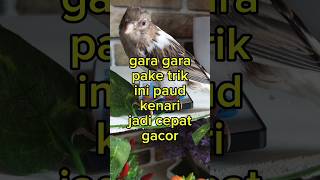 Download lagu tips paud cepat gacor#shorts#kenari #kenarigacor#canary #birds #canarysinging mp3 Download lagu tips paud cepat gacor#shorts#kenari #kenarigacor#canary #birds #canarysinging mp3