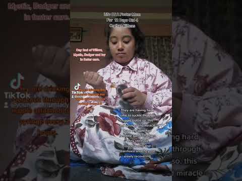 Fostering 4 orphan kittens of 12 days old suffering from roundworms || Hands For Purrs || Nepal