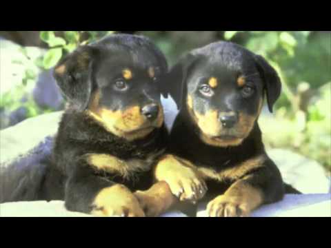 Rent A Pup Video Final