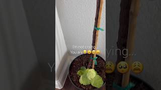 🙄🙄The Funny’s of the Fiddles #fiddleleaffig #flf #figplant #glowrium