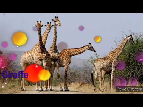 Actions and animals phrases in english for kindergarden. Cute images and music.