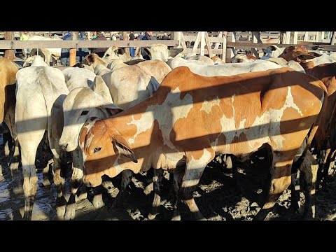 Feira de gado de Lajedo-PE 29/04/2026 nelores extra 