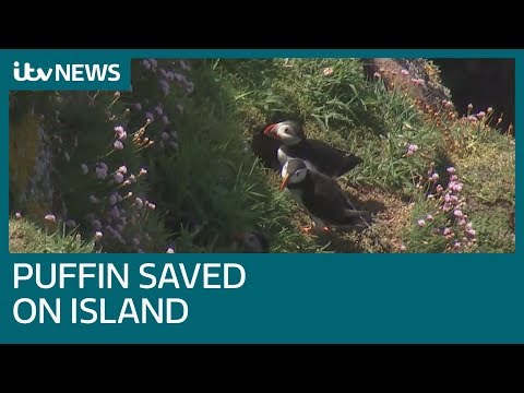 Puffins among birds to thrive on island after rat cull | ITV News