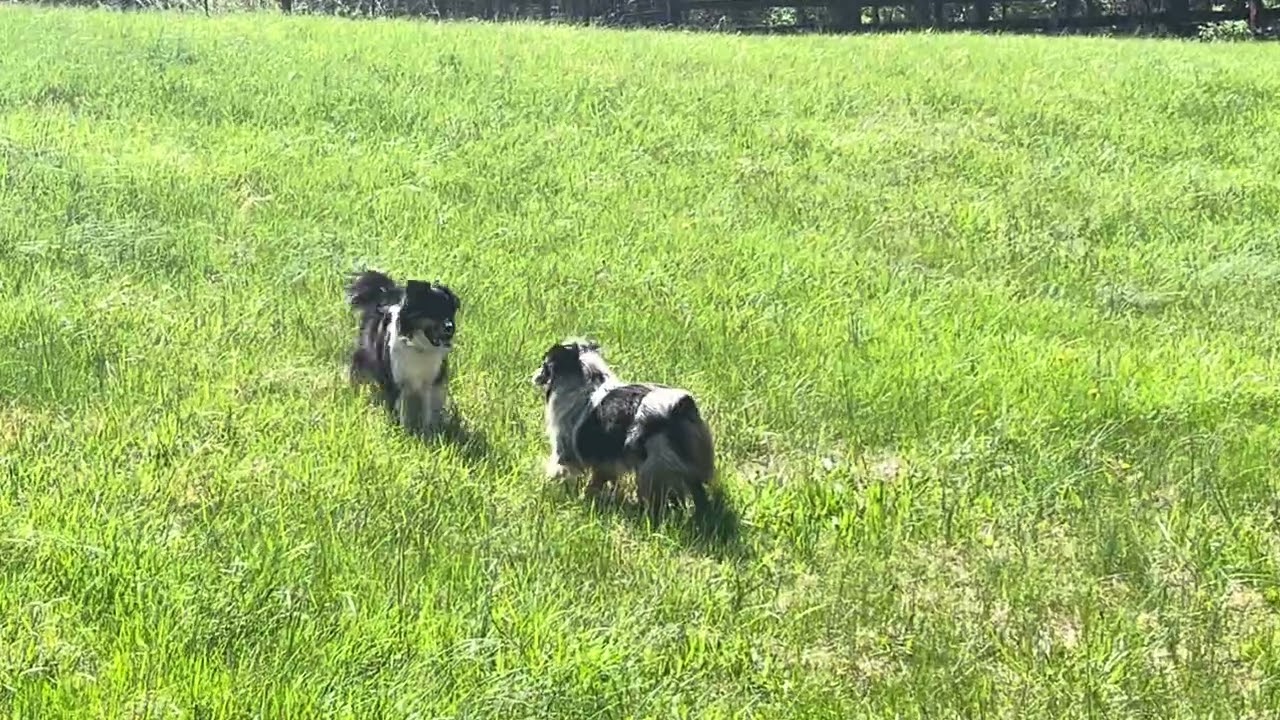 ROBIN, a ADOPTABLE Australian Shepherd in Reston, VA video 6/6