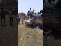 Jallikattu Manjuvirattu Shortvideo Tamilanmedia Comedy Trending Videos Funnyvideos
