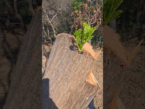 Using invasive trees for raised beds #selfsufficienttanya #raisedbeds #gardening