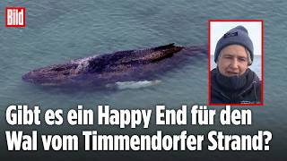 Ostsee-Drama geht weiter: Jetzt muss der Wal ins offene Meer schwimmen