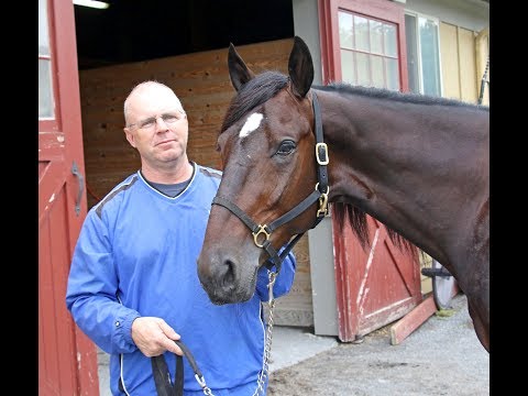2017 Hambletonian Contenders - Bill’s Man, Giveitgasandgo, Dover Dan