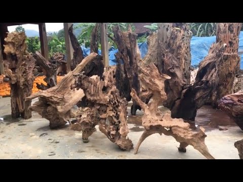 Lô gỗ lũa gù hương xá xị VIP (selling driftwood in bulk)