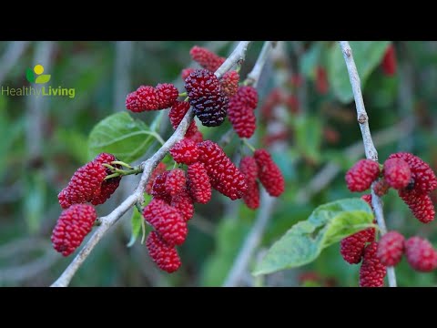 Mulberry Health Benefits: Top 5 Sweet Mulberry Varieties!